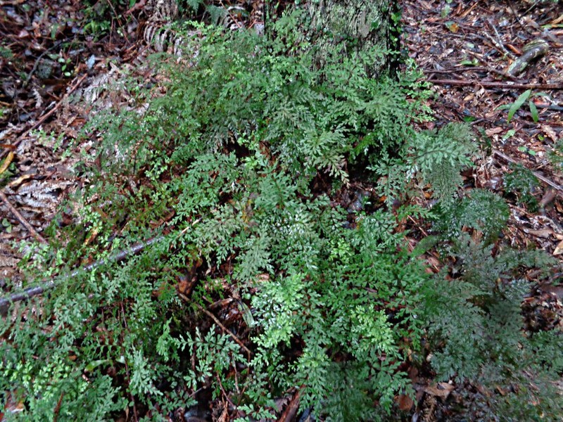 Lindsaea trichomanoides photo 6
