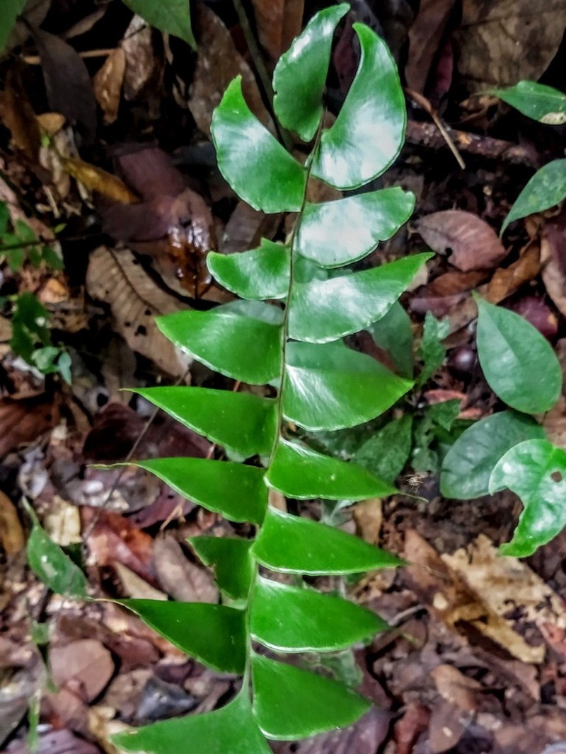 Lindsaea ulei