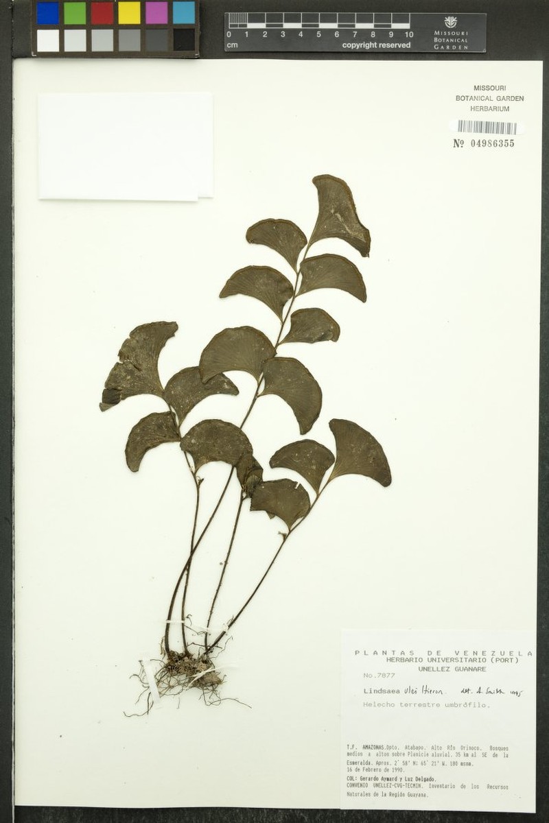 Lindsaea ulei photo 6