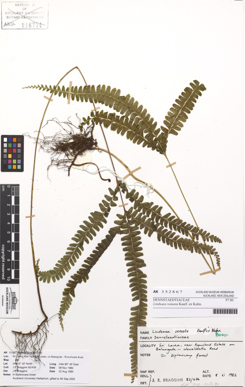 Lindsaea venusta
