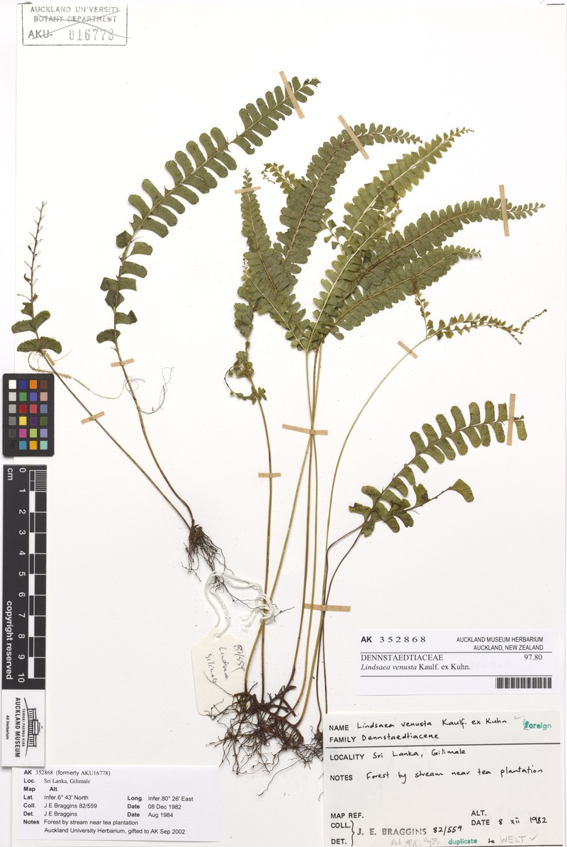 Lindsaea venusta photo 2