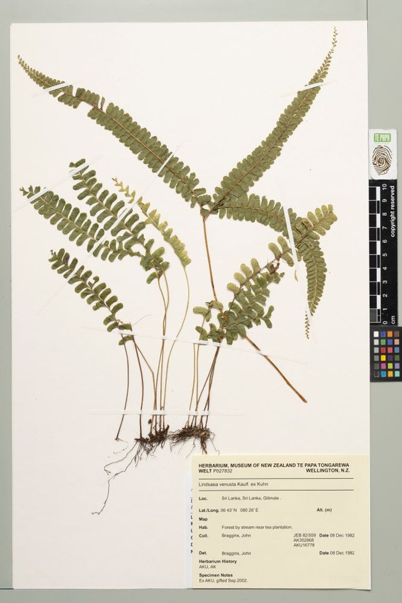 Lindsaea venusta photo 3