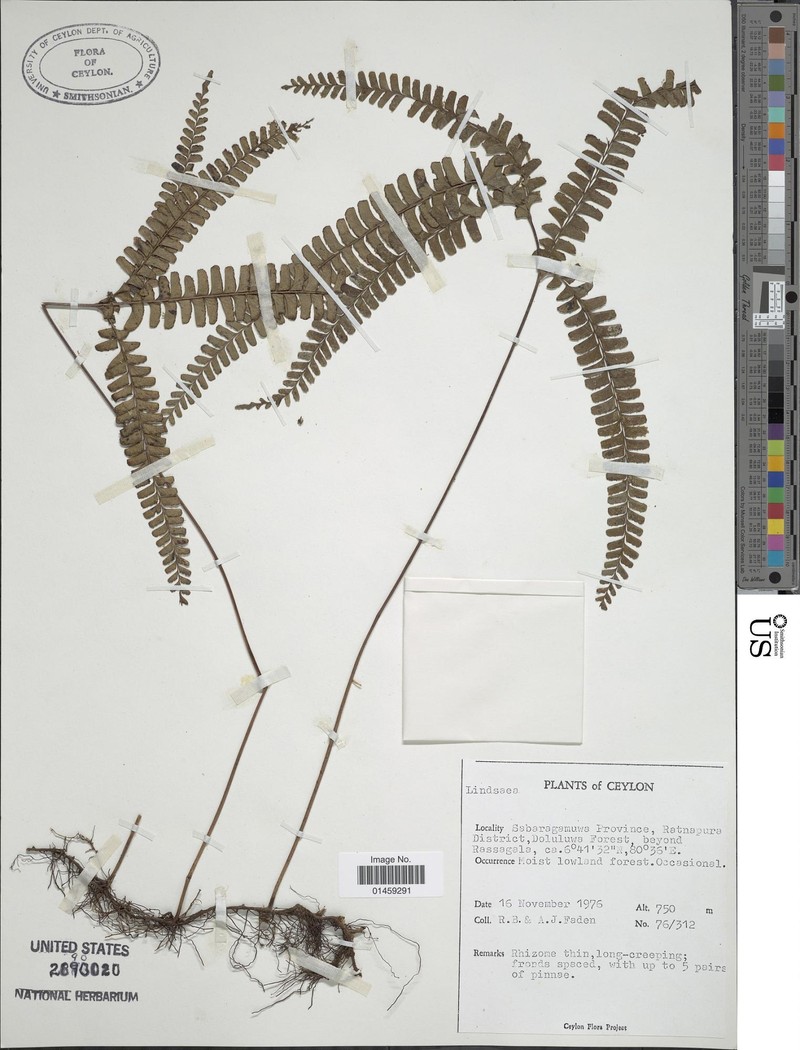 Lindsaea venusta photo 4