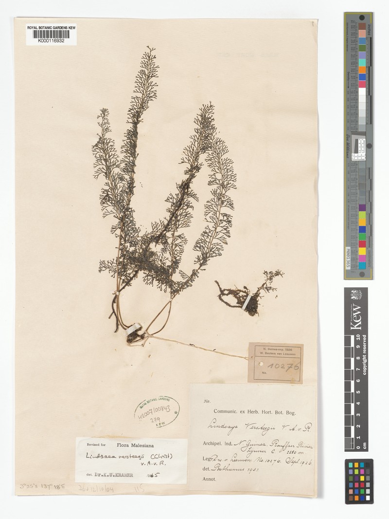 Lindsaea versteegii
