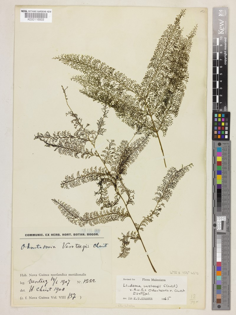 Lindsaea versteegii photo 2