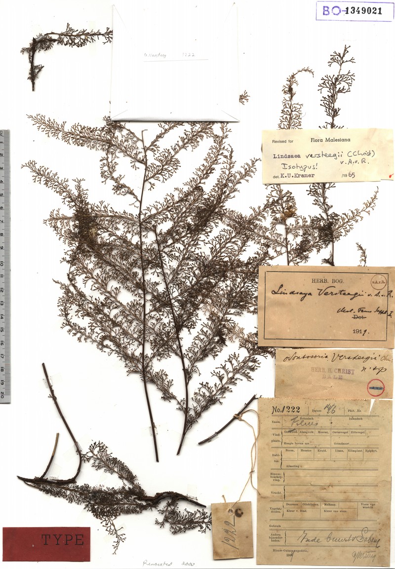 Lindsaea versteegii photo 3
