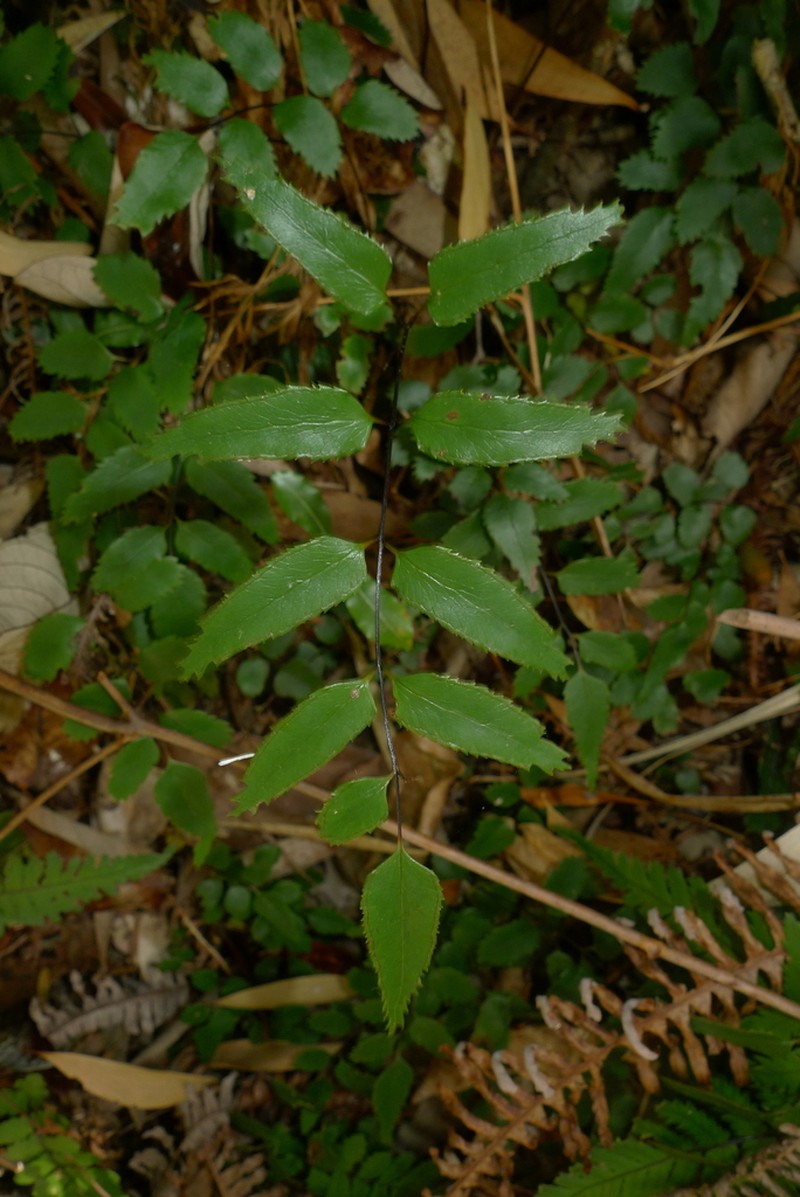 Lindsaea vieillardii photo 2