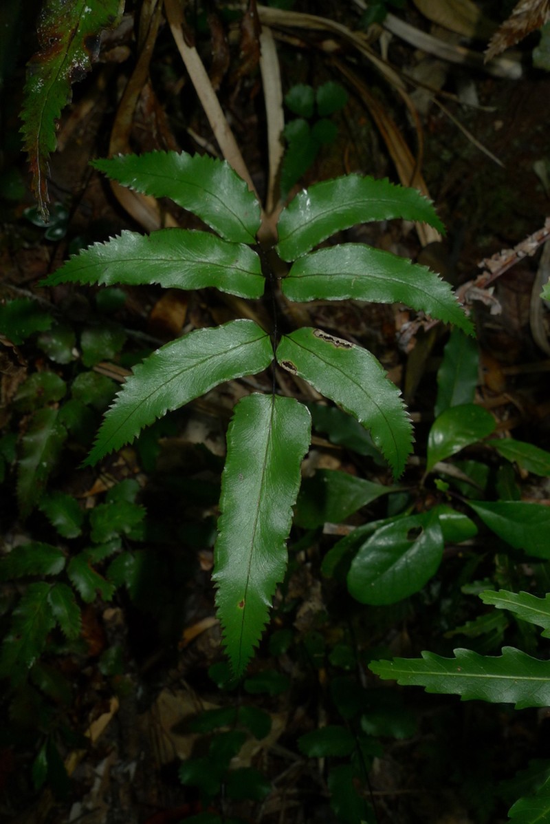 Lindsaea vieillardii photo 3