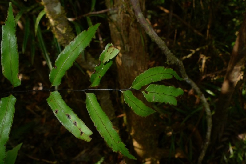 Lindsaea vieillardii photo 4