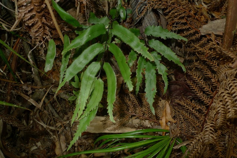 Lindsaea vieillardii photo 5