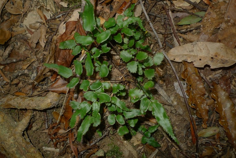 Lindsaea vieillardii photo 6