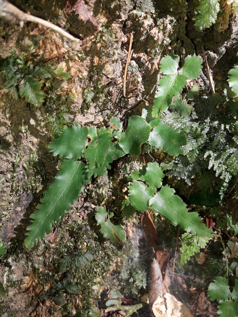 Lindsaea vieillardii photo 8