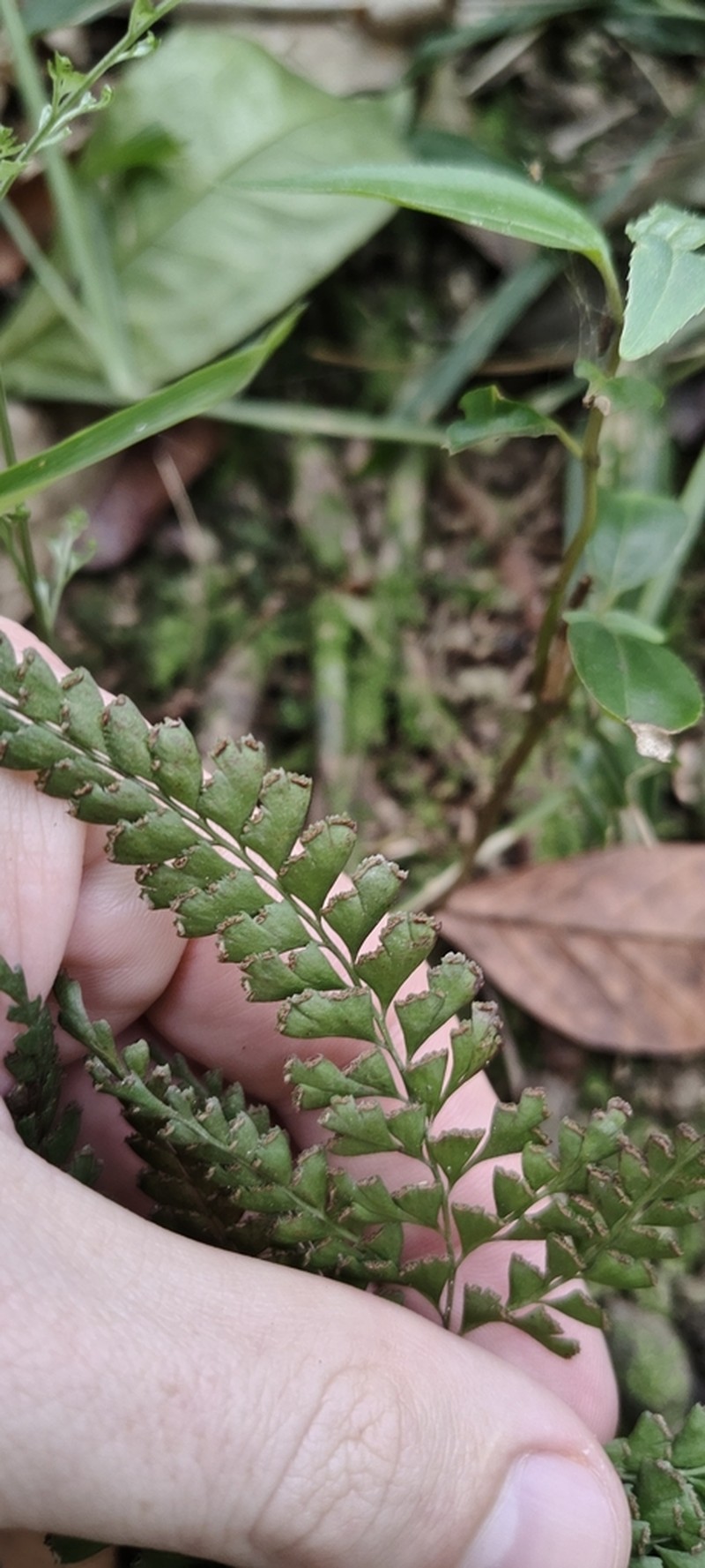 Lindsaea virescens