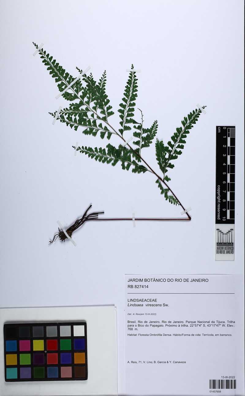 Lindsaea virescens photo 2