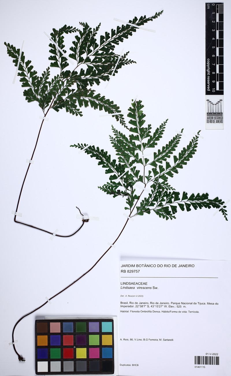 Lindsaea virescens photo 3