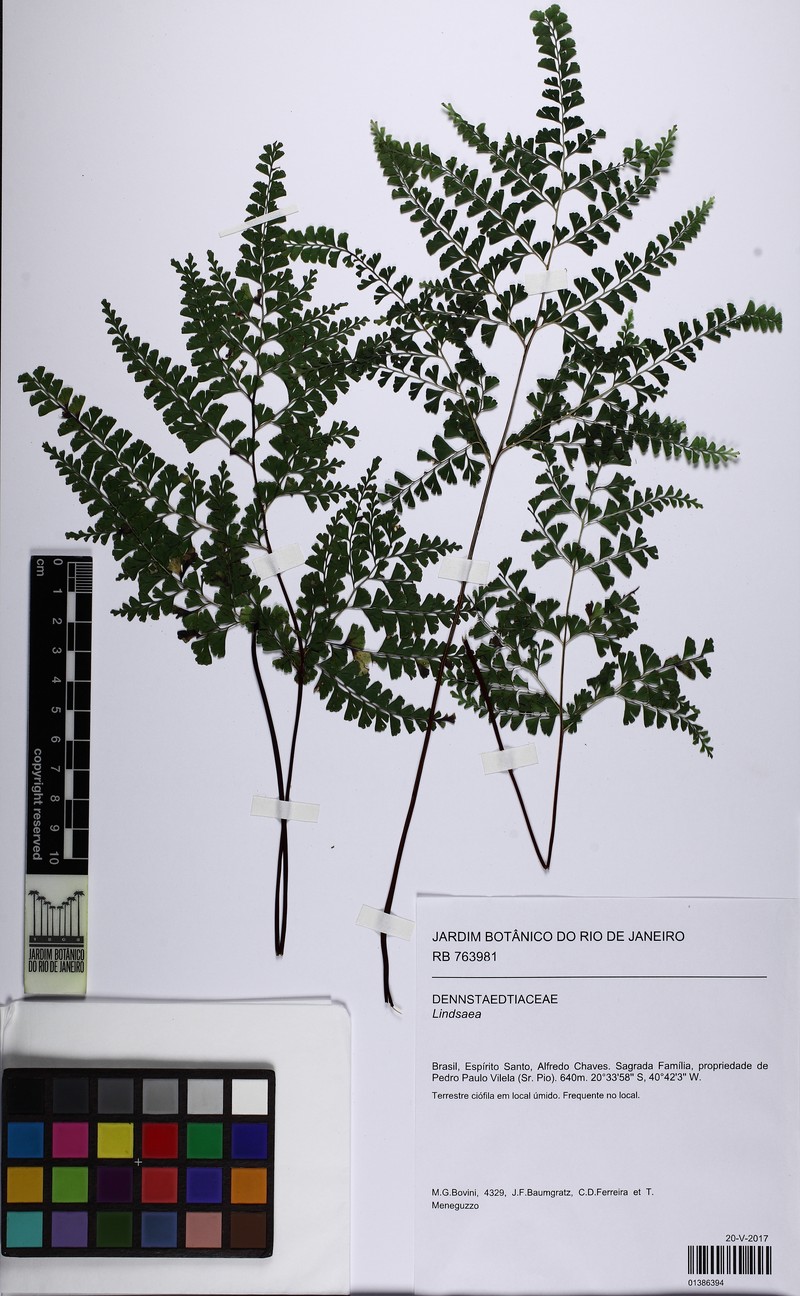 Lindsaea virescens photo 4