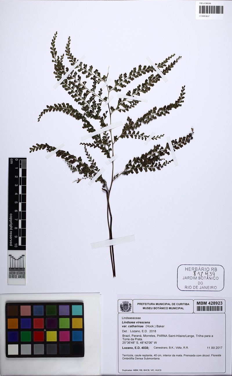 Lindsaea virescens photo 5
