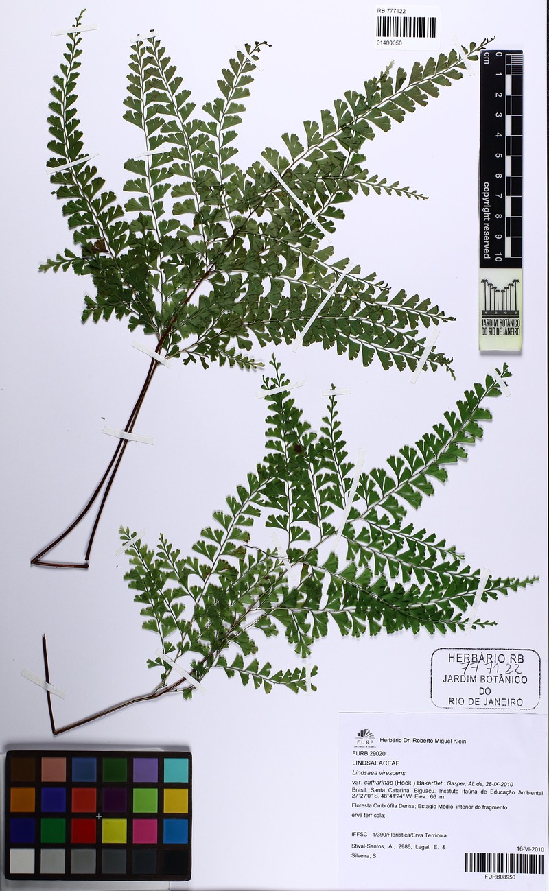 Lindsaea virescens var. catharinae photo 2