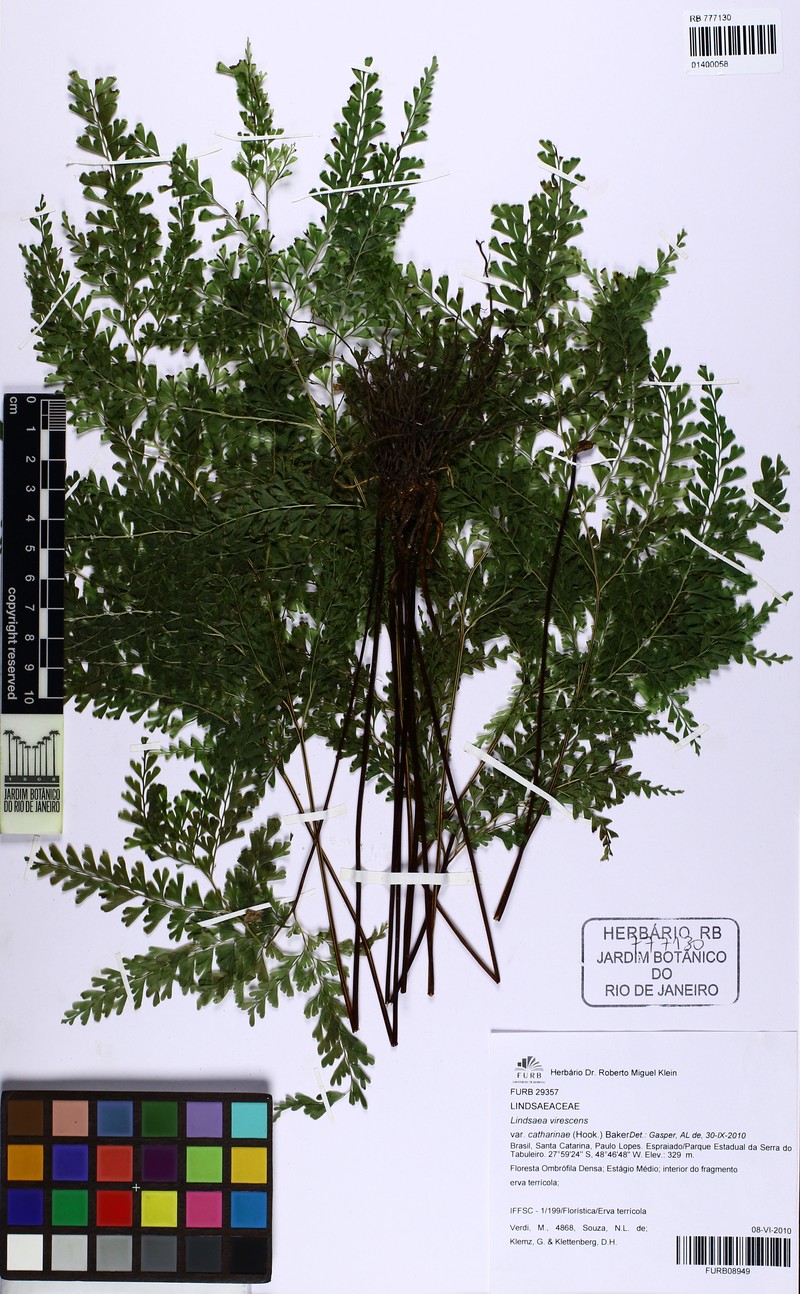 Lindsaea virescens var. catharinae photo 3