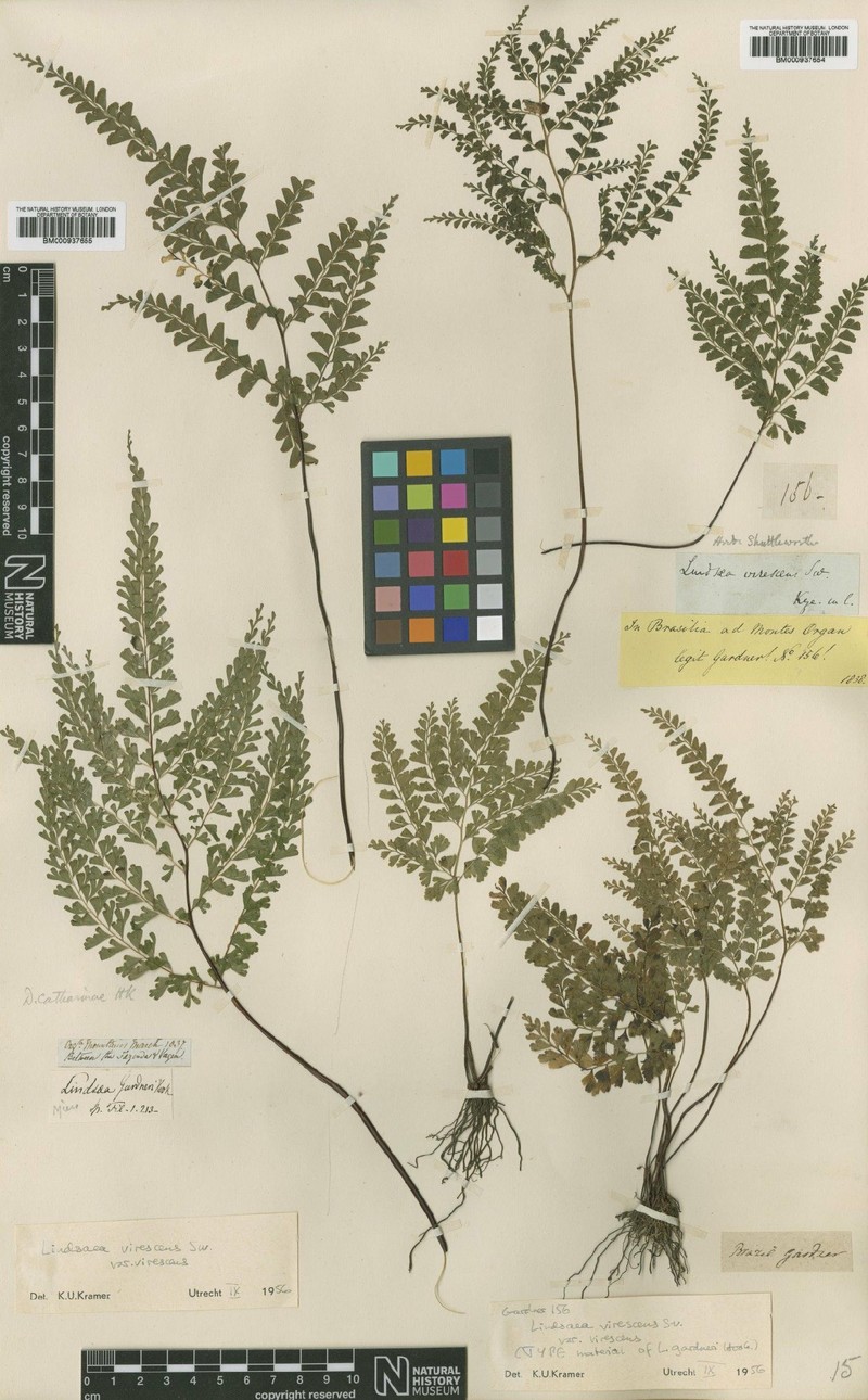 Lindsaea virescens var. virescens