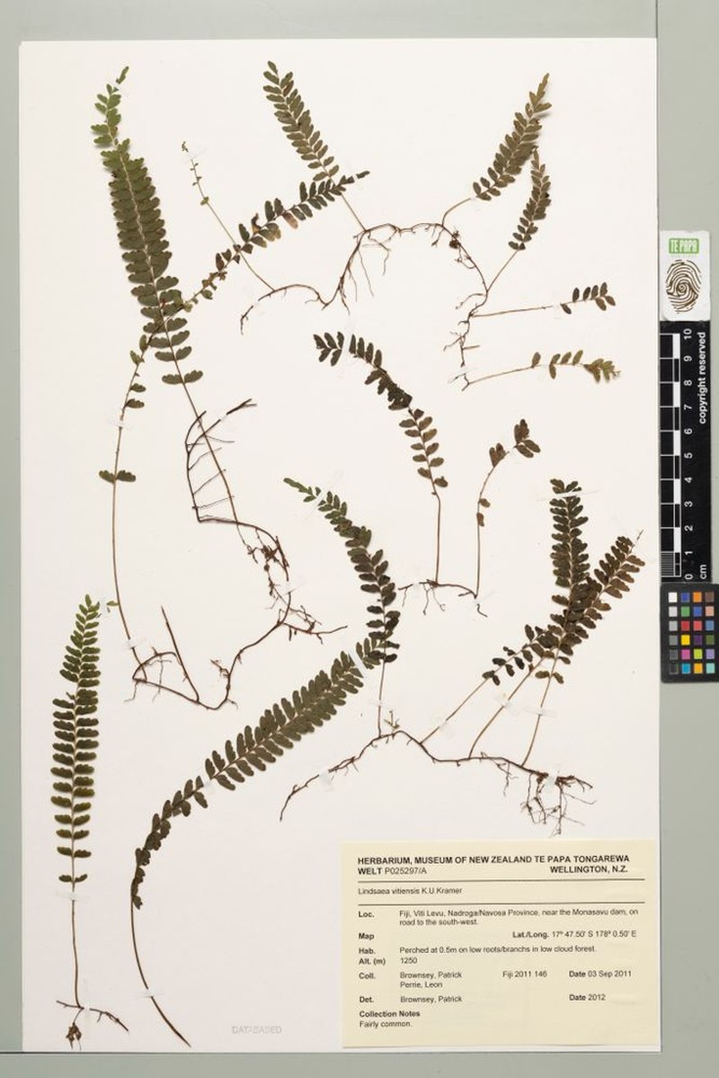 Lindsaea vitiensis photo 2