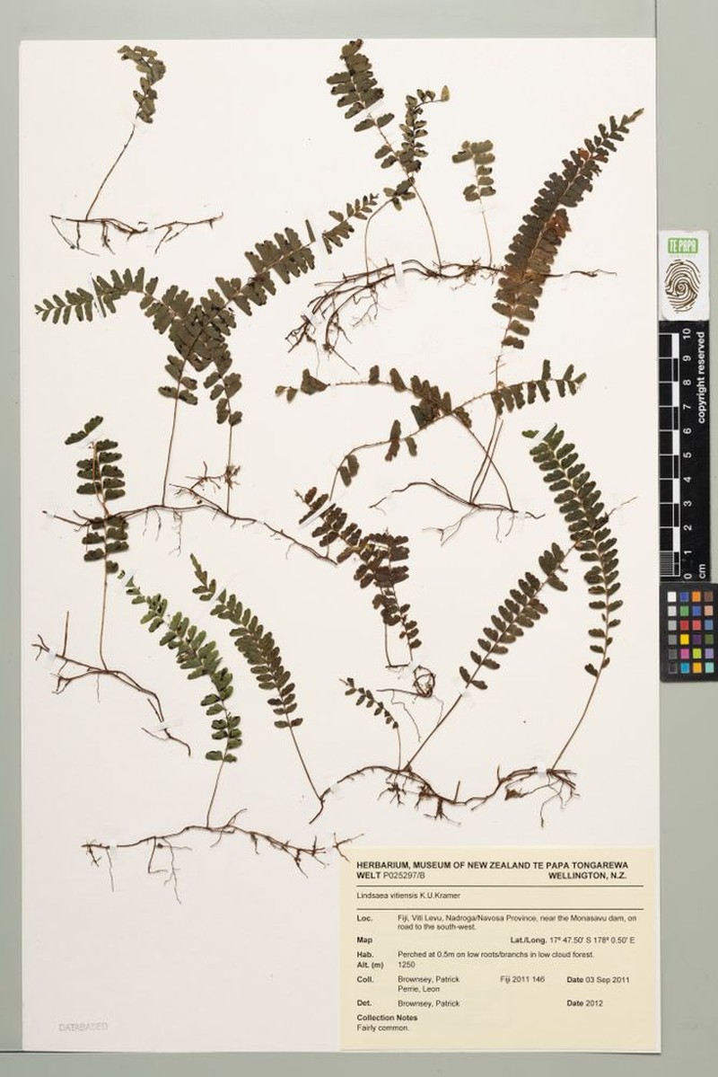 Lindsaea vitiensis photo 3