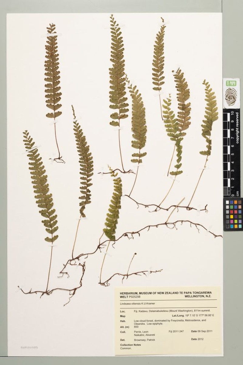 Lindsaea vitiensis photo 4