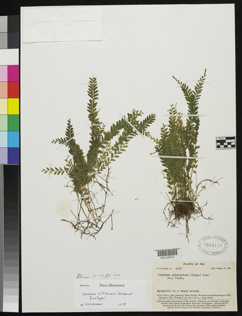 Lindsaea vitiensis