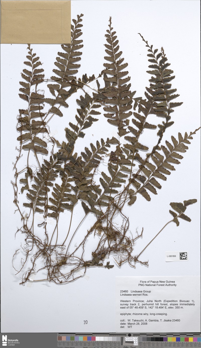 Lindsaea werneri