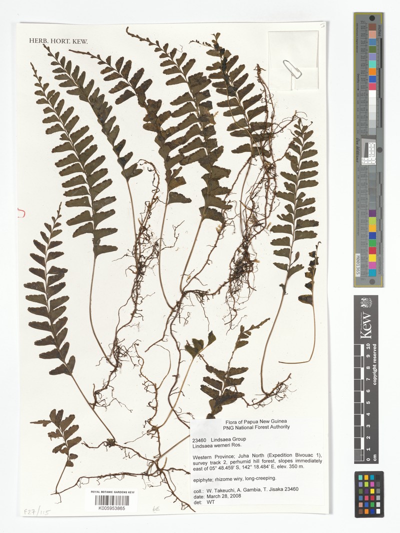 Lindsaea werneri photo 2