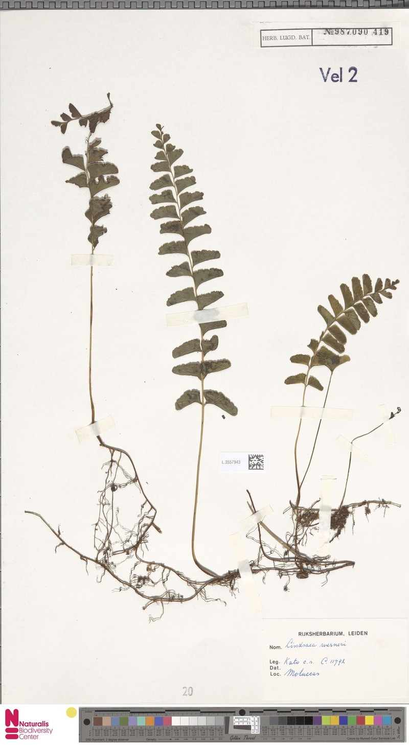 Lindsaea werneri photo 3