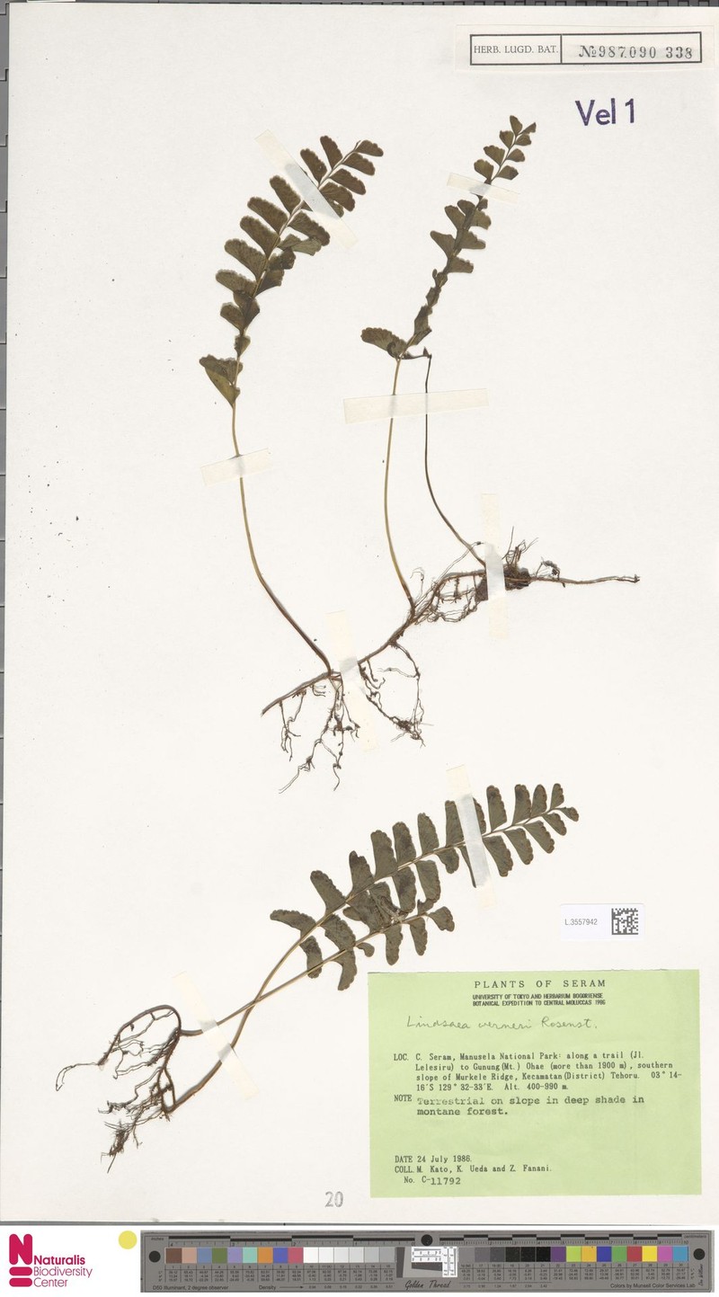 Lindsaea werneri photo 4