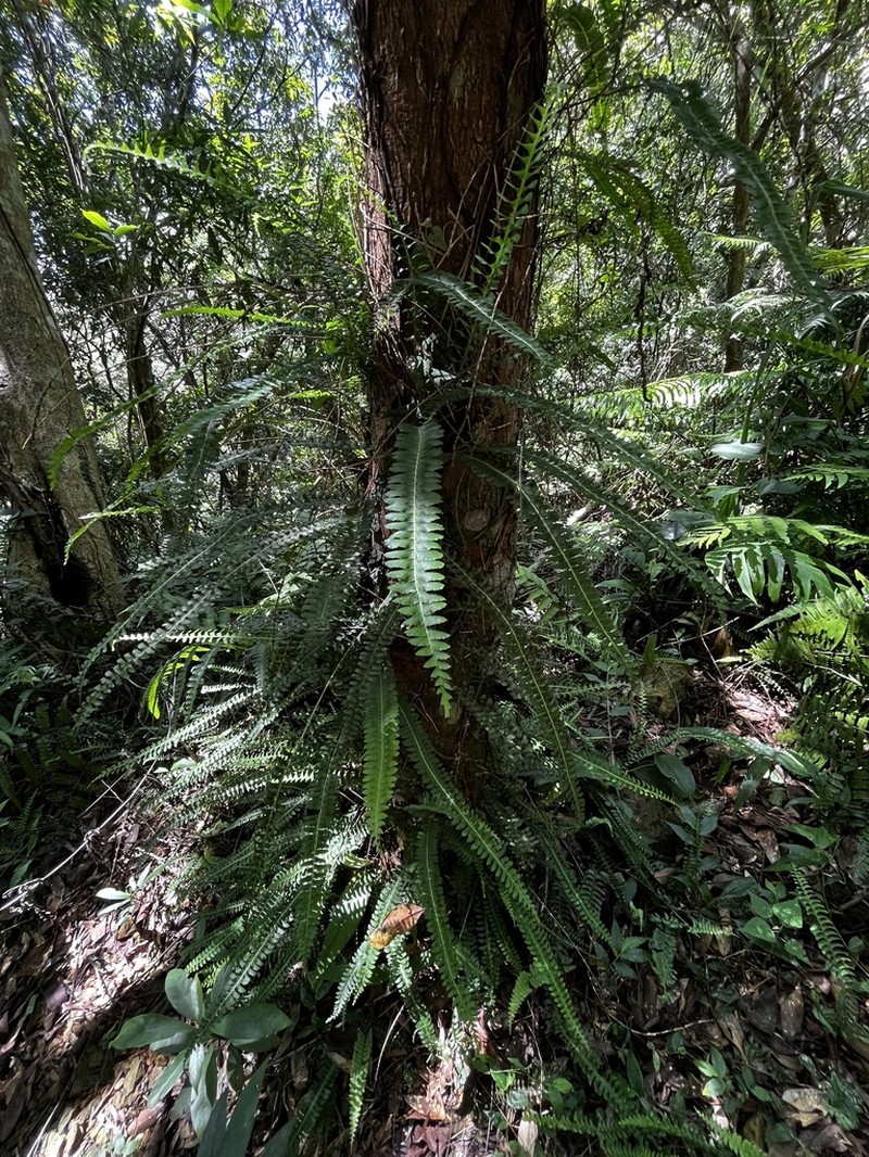 Lindsaea yaeyamensis