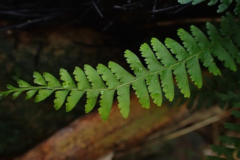 Lindsaea yaeyamensis photo 2