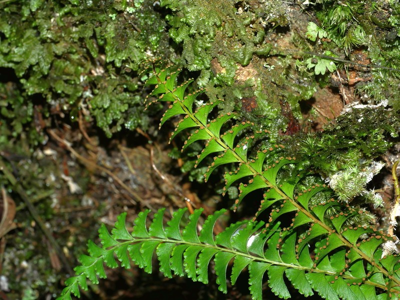 Lindsaea yaeyamensis photo 3