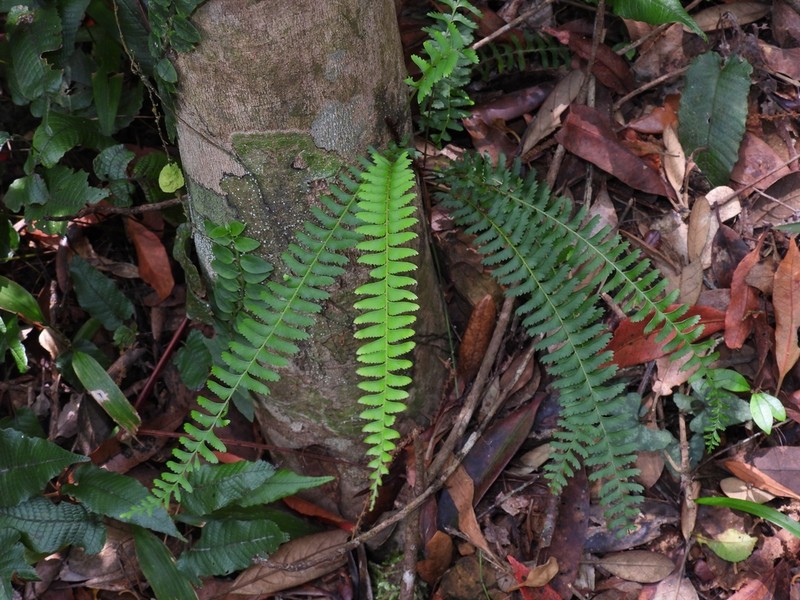 Lindsaea yaeyamensis photo 4