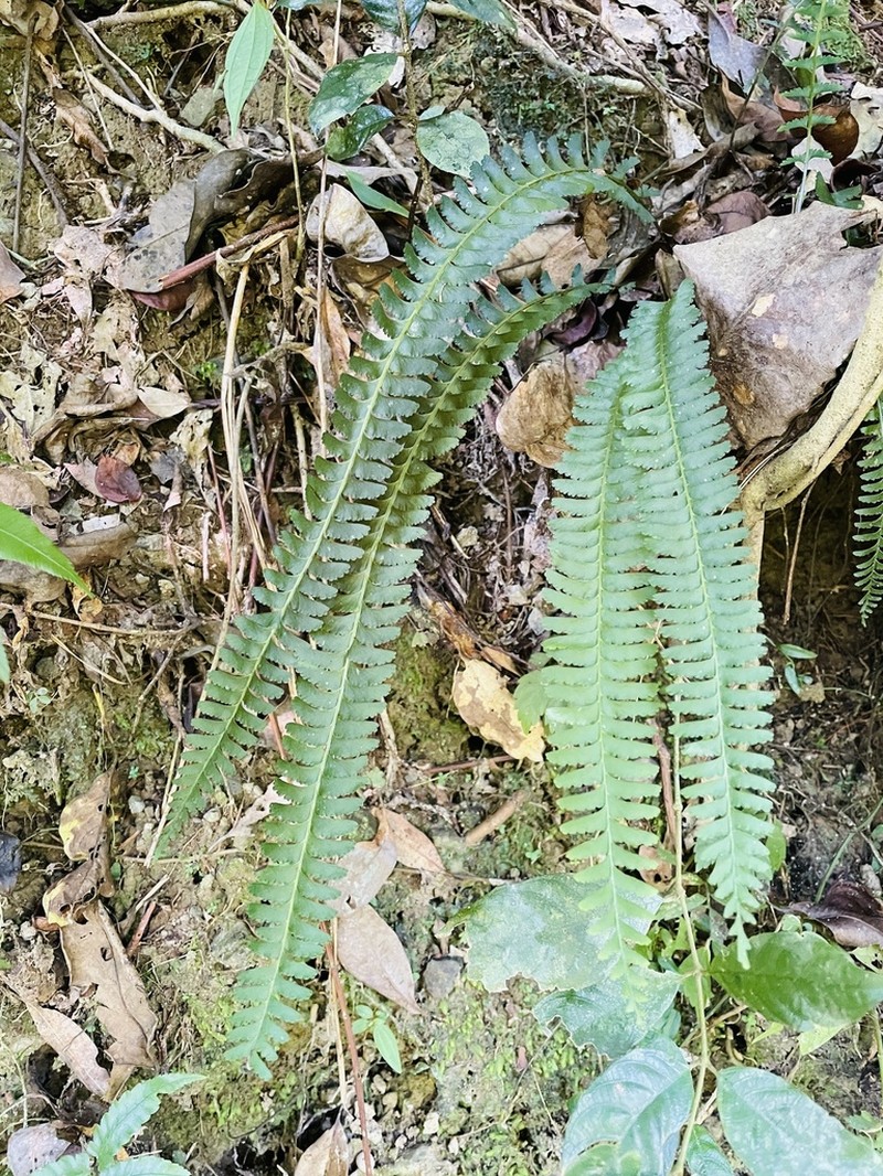 Lindsaea yaeyamensis photo 5
