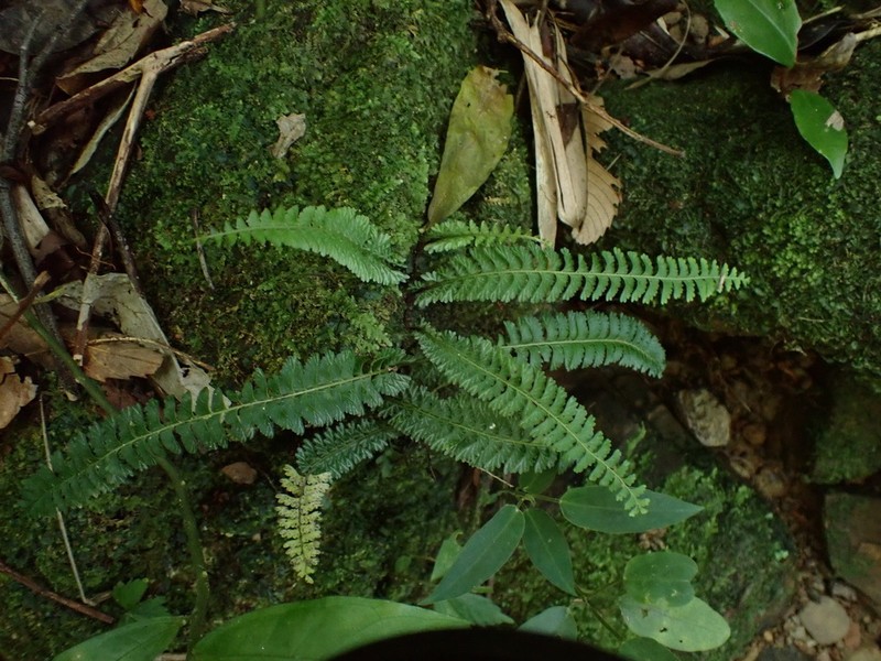 Lindsaea yaeyamensis photo 6
