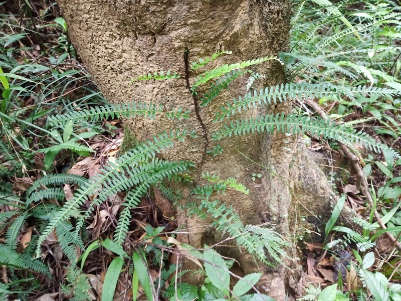 Lindsaea yaeyamensis photo 7