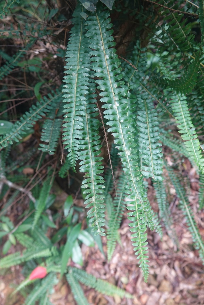 Lindsaea yaeyamensis photo 8