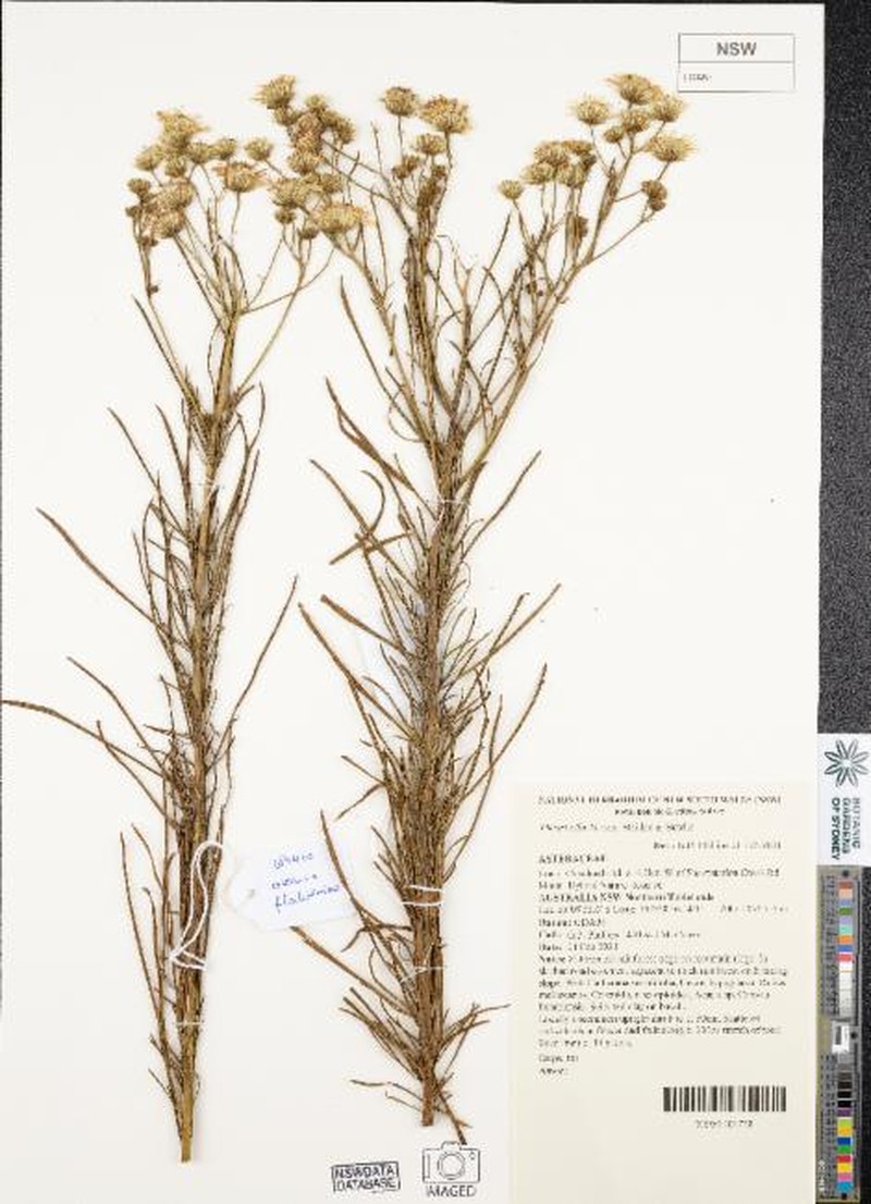 Linealia flocktoniae
