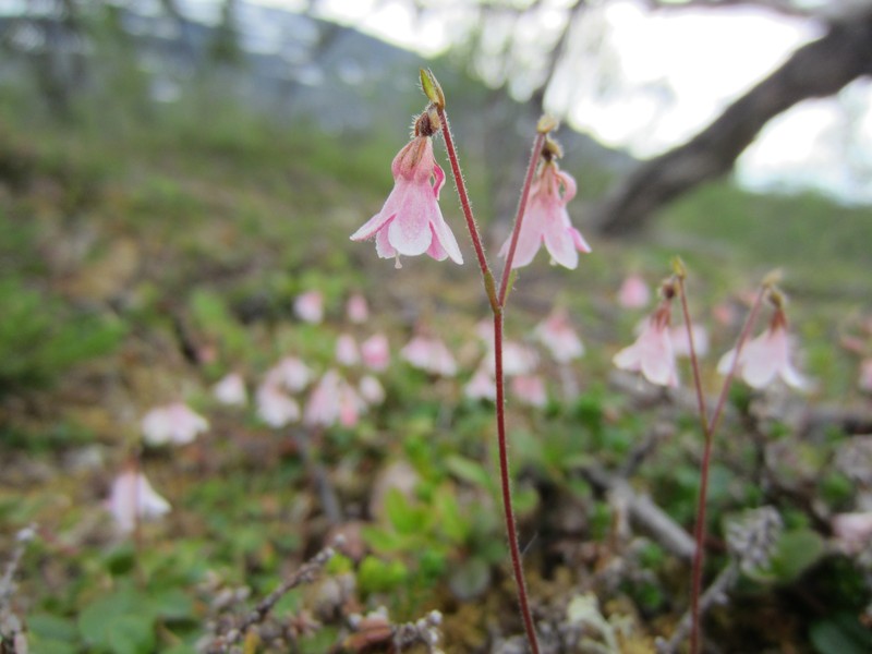 Twinflower