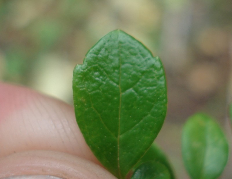 Twinflower photo 5