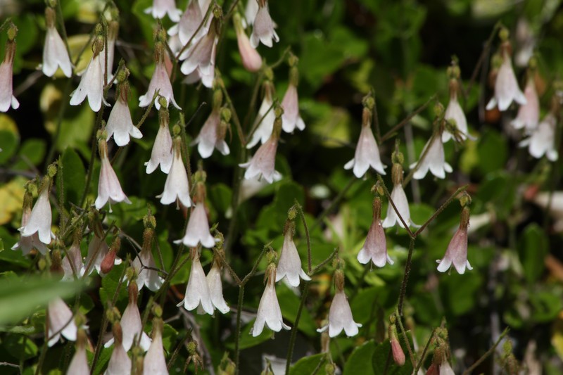 Twinflower photo 6