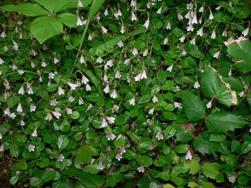 Twinflower photo 7