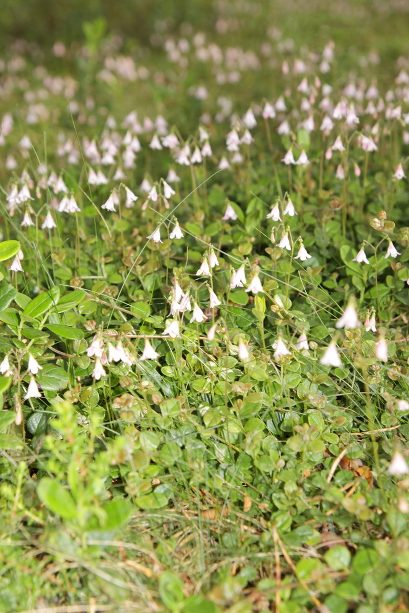 Twinflower photo 6
