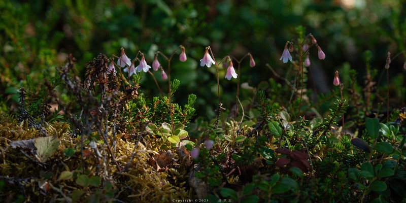 Twinflower photo 7