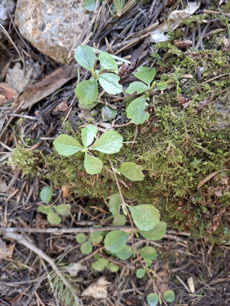 Linnaea borealis var. americana