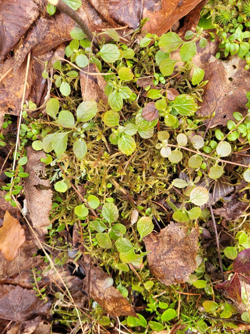 Linnaea borealis var. americana photo 2