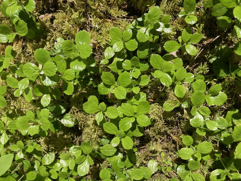 Linnaea borealis var. americana photo 3